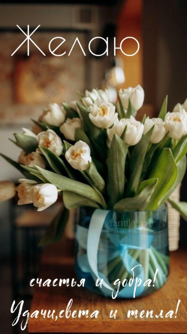 белые тюльпаны