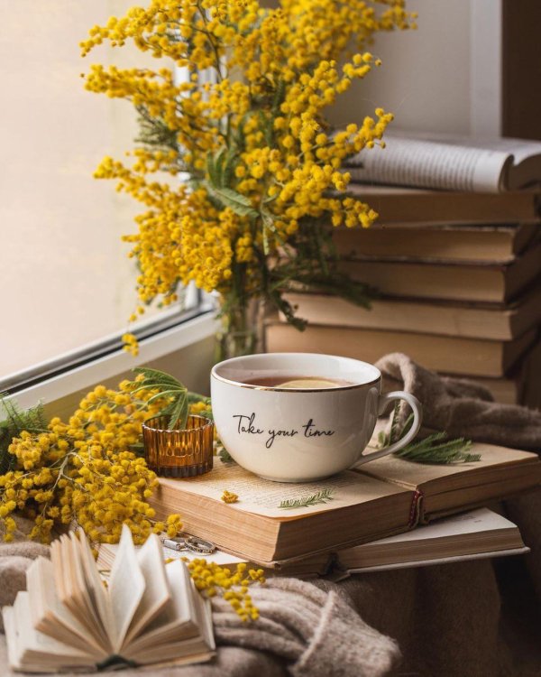 мимоза в чашке