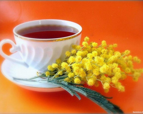 мимоза в чашке