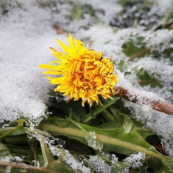 одуванчик первоцвет