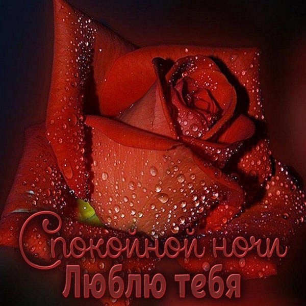 ночная роза