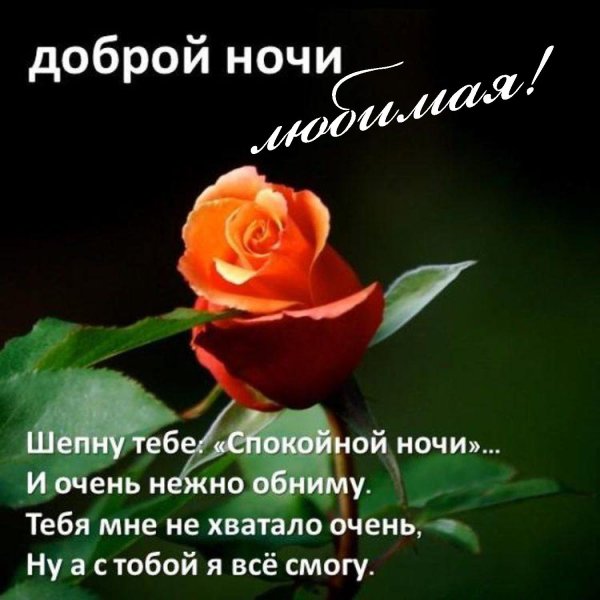 розы спокойной ночи