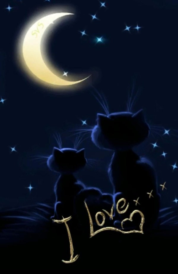 кошка ночью