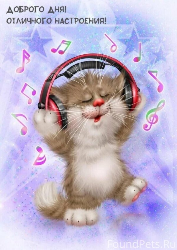 смешной котенок