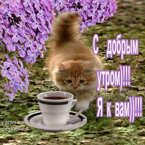 доброе утро хорошего дня с кошками