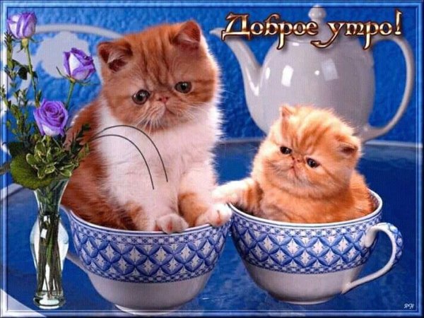 доброго утра котенок
