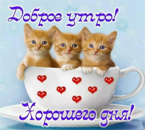 доброе утро котаны