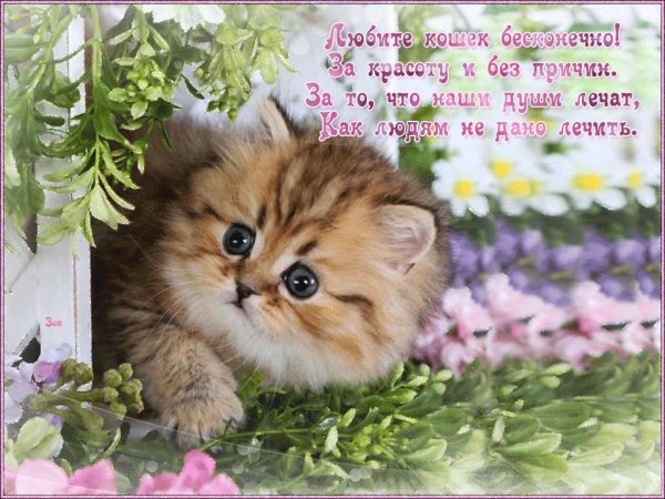 котенок красивый