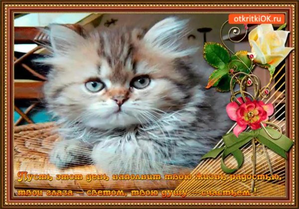 очаровательные котята