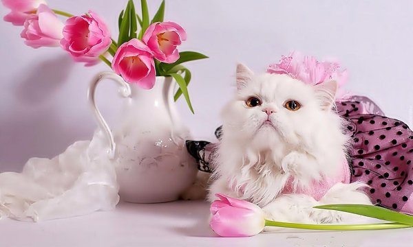 доброе утро хорошего дня с котиками