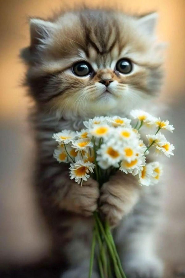 котики с цветами