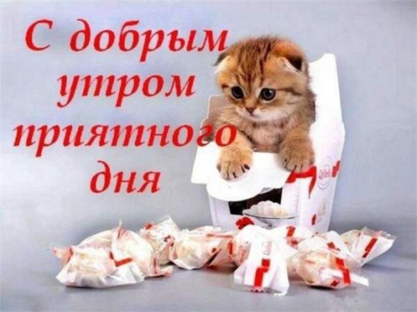 открытка с добрым утром с котятами