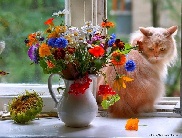 прекрасного утра и настроения