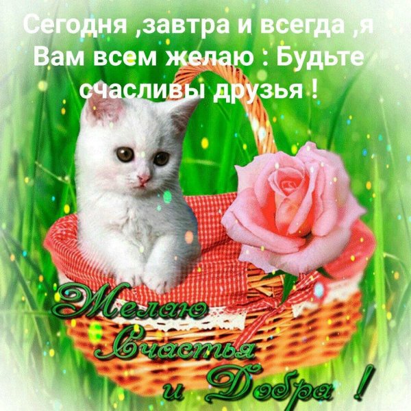 котята с пожеланиями