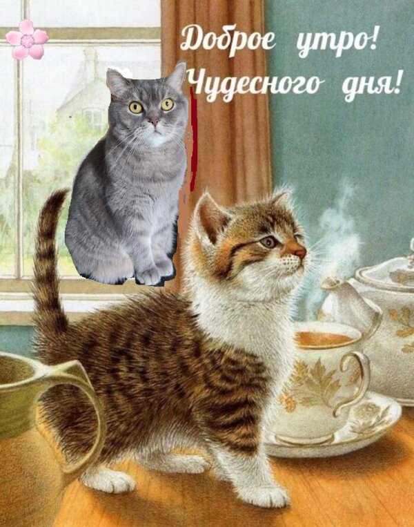 утренние котики