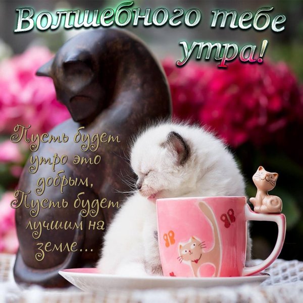 доброе утро хорошего дня с кошками