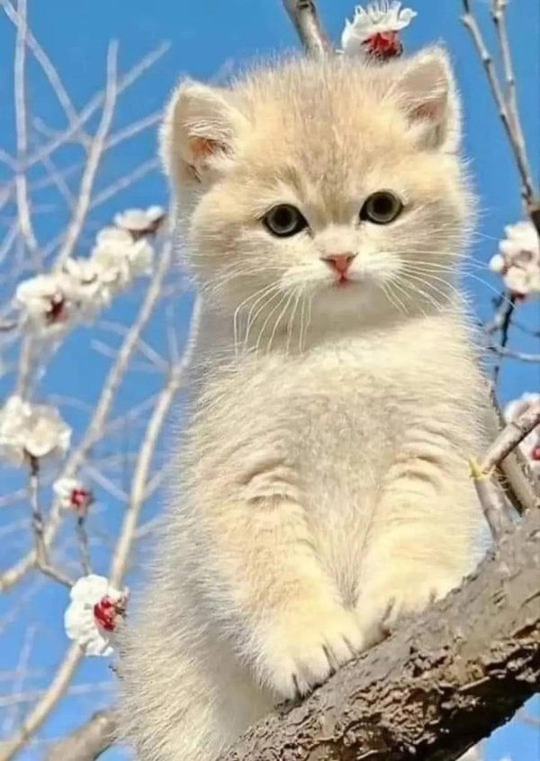 очаровательные котята