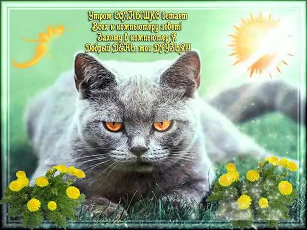 весенний кот