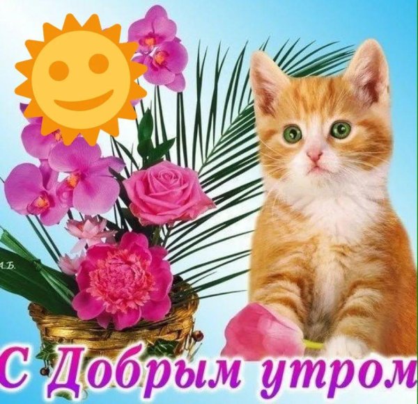 доброе утро хорошего дня с кошками