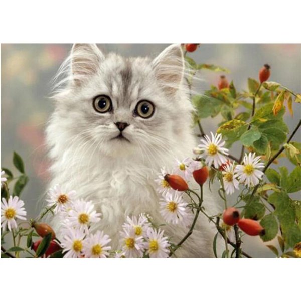 котенок и цветы