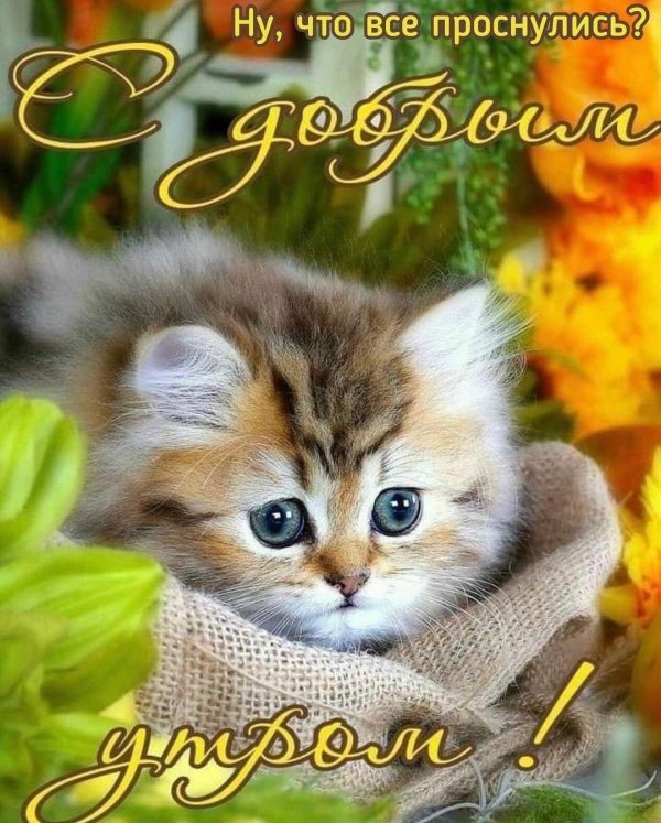 котенок красивый