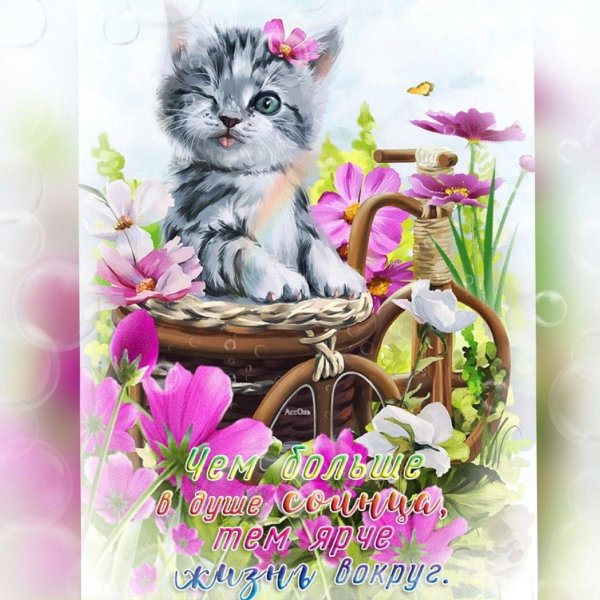красивые открытки с котиками