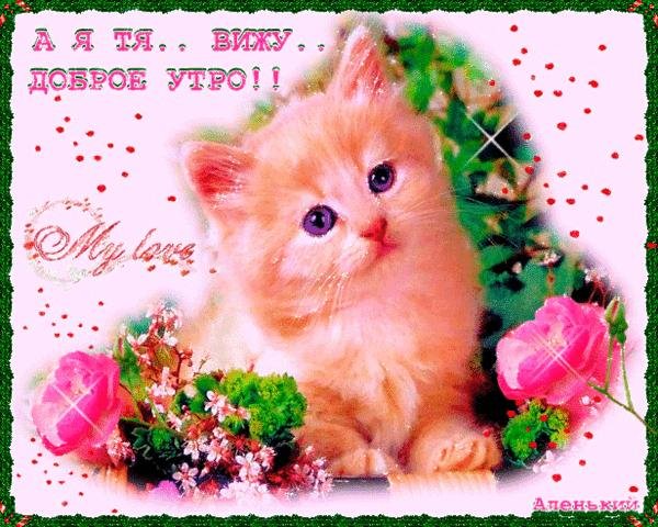 открытка котенок