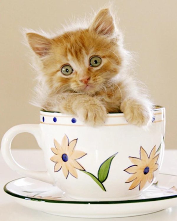 котенок в чашке