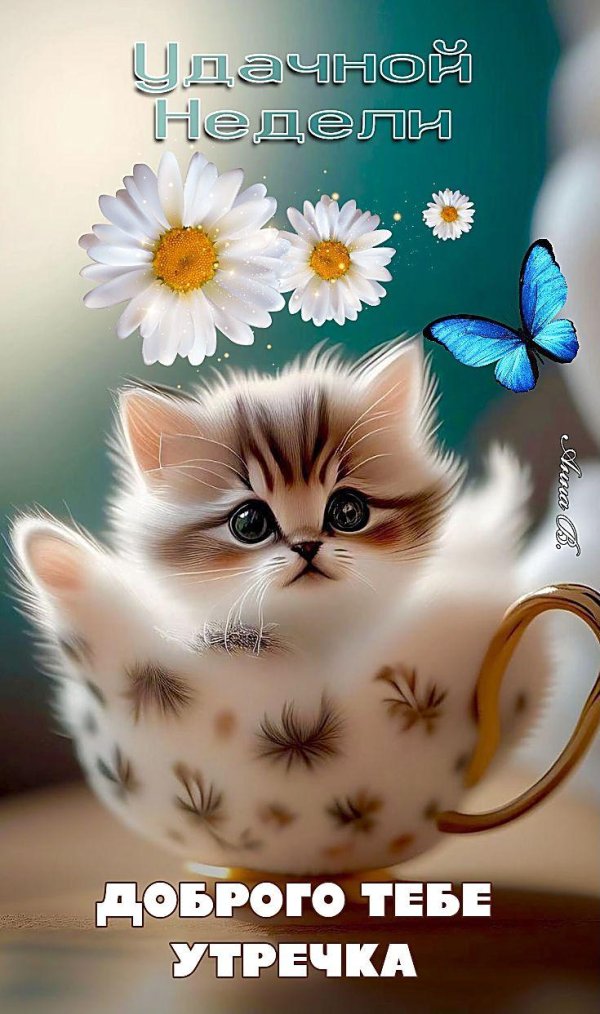 доброе утро милые котики