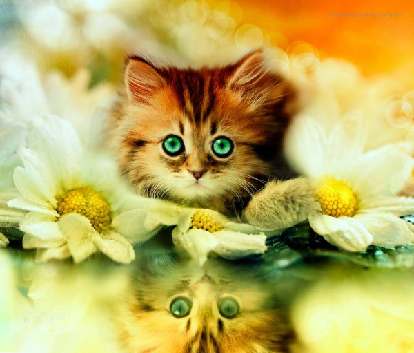 котенок красивый