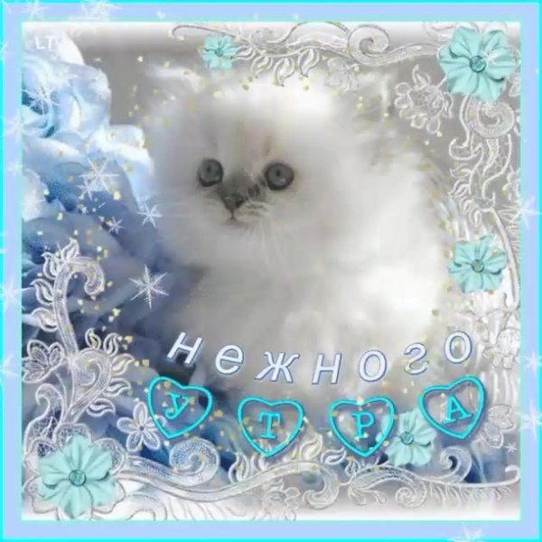 день пушистой нежности