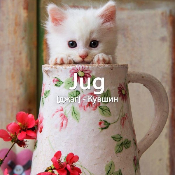 милые котенок