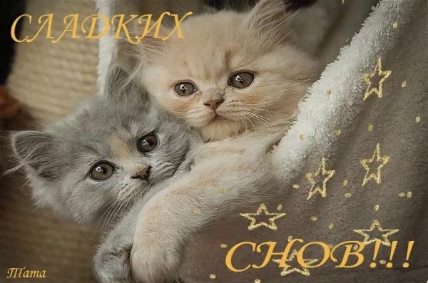 очаровательные котята