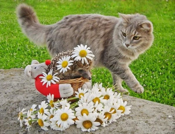 букет ромашек