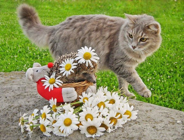 букет ромашек