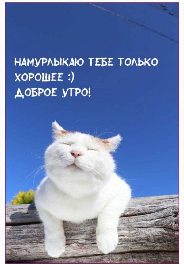 намурлыкаю тебе доброе утро