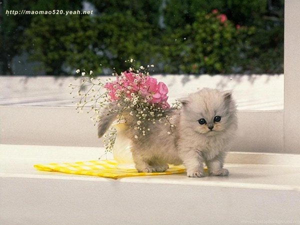 котенок пушистый