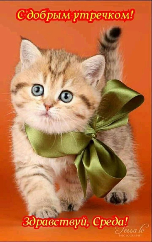 доброе утро зверюшки