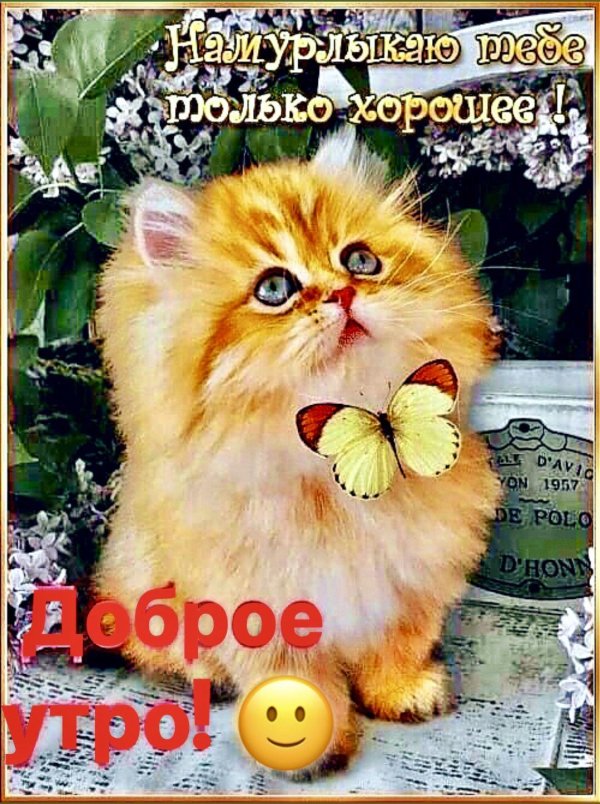 открытки хорошего дня с котиками