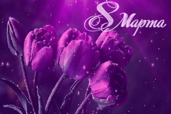 фиолетовые тюльпаны