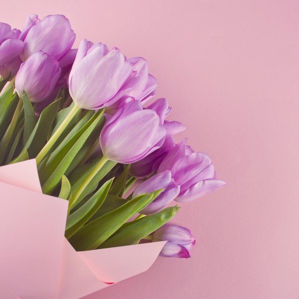 лиловые тюльпаны