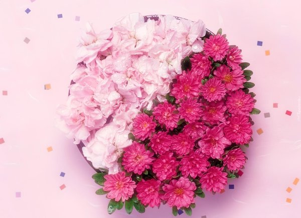 хризантемы кустовая