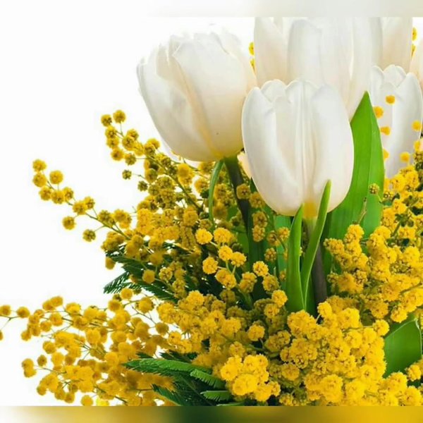 тюльпаны нарциссы и мимозы