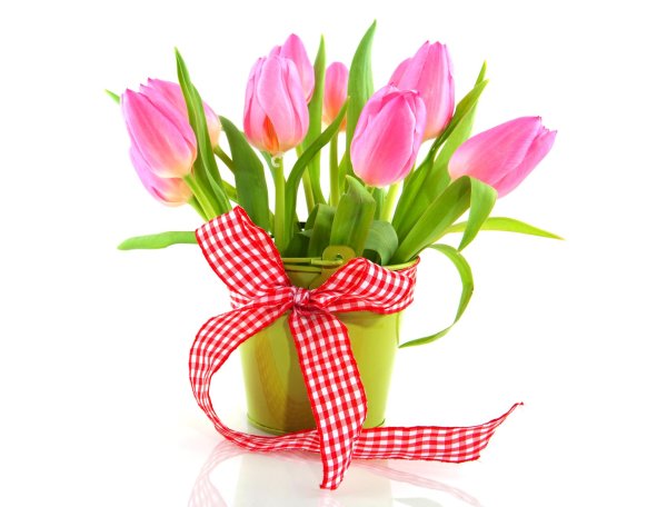 розовые тюльпаны