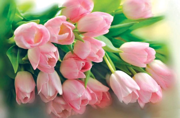 нежные тюльпаны