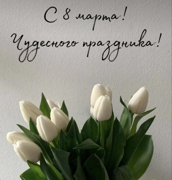 белый тюльпан