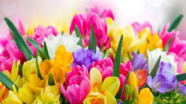 тюльпаны крокусы гиацинты