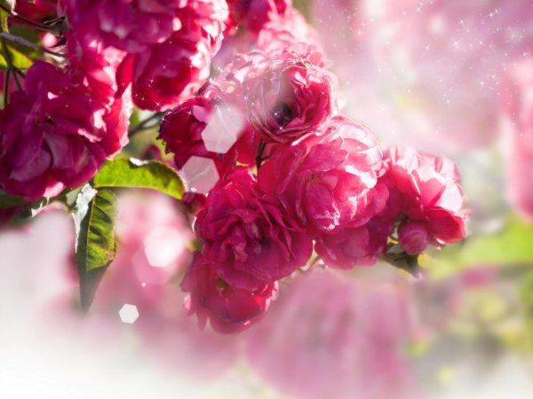 розовые кусты