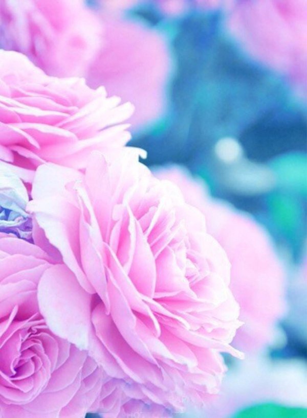 розовое и голубое