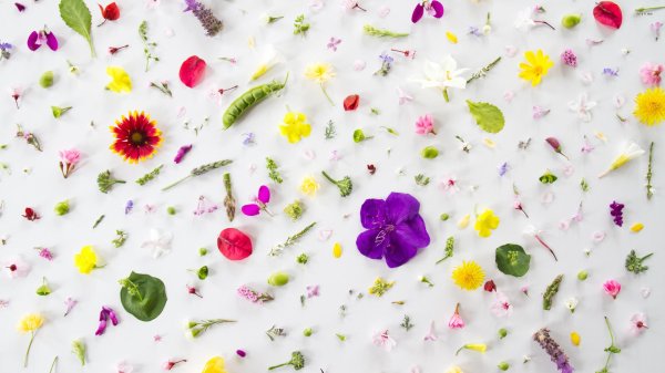 фон цветочный